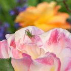 2016 05 28 dach 03 01